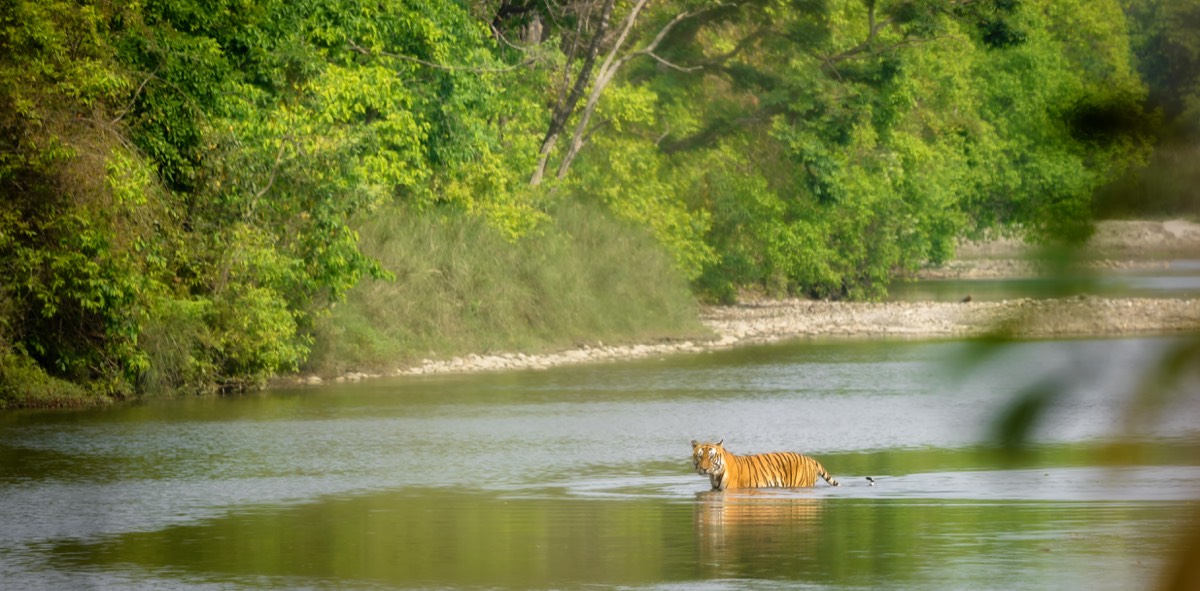 A Bengal tiger in Bardiya National Park