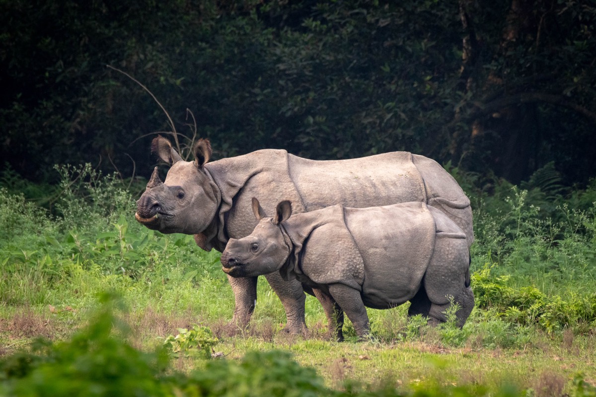 A greater one-horned rhinoceros in Chitwan National Park
