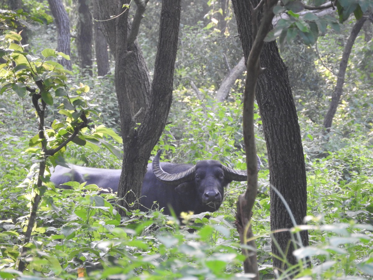 A wild water buffalo (arna) at Koshi Tappu Wildlife Reserve